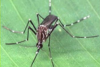 Aedes aegypti fêmea