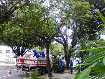 Poda de árvores na Avenida Beira Mar