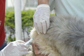 Vacinação de cães contra raiva