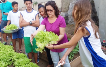 Hora da colheita na horta feita pelos alunos na Emef Octacílio Lomba