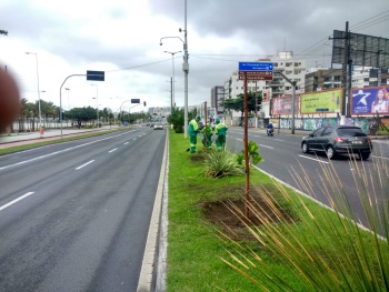 Poda e paisagismo