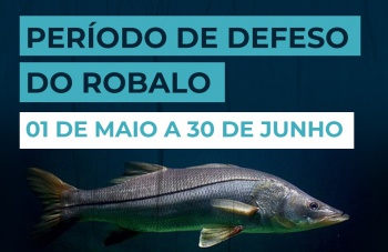 Defeso do robalo