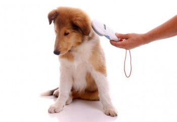 Microchip em cão identifica tutor que abandonou e causou maus-tratos