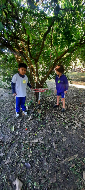Crianças do CMEI Darcy Castello de Mendonça fazem caminhada educativa até o manguezal