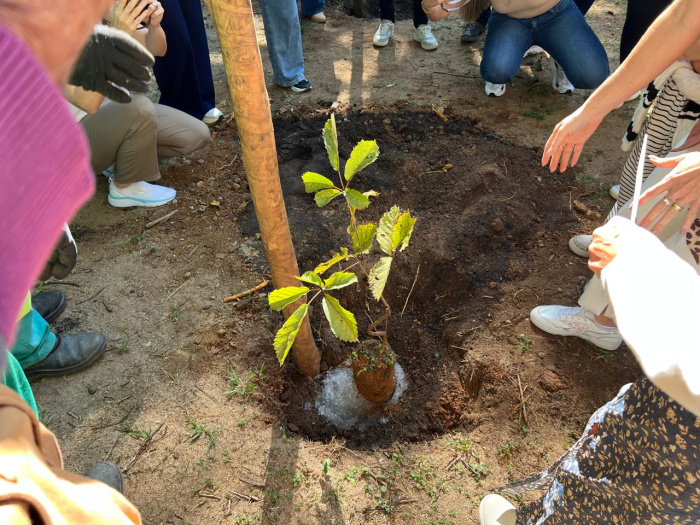 Plantio de ipês-amarelos reforça educação ambiental na Fonte Grande