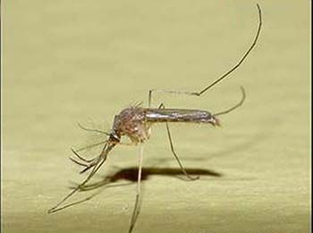 culex quinquefasciatus macho