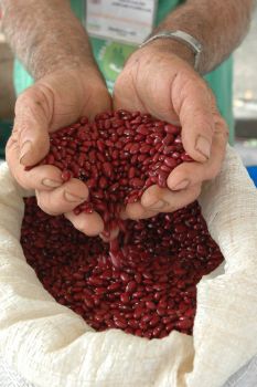 Feira de Alimentos orgânicos