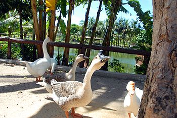 Parque Fazendinha