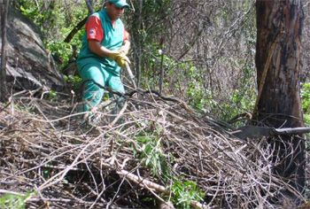 Poda de cipós do Parque Fonte Grande em 2008