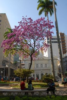 Ipê Rosa na Praça Costa Pereira