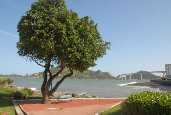 Árvore de Vitória