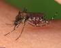 mosquito comum da espécie aedes taeniorhynchus