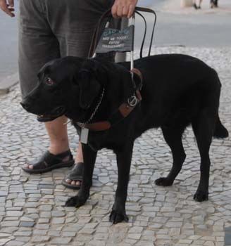 Cão guia