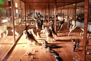 Museu de Biologia Melo Leitão, em Santa Teresa