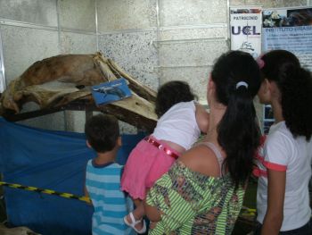 Crânio de Baleia Jubarte na Feira do verde de 2011