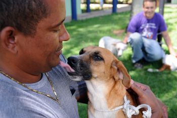 Animais para adoção no Centro de Zoonoses