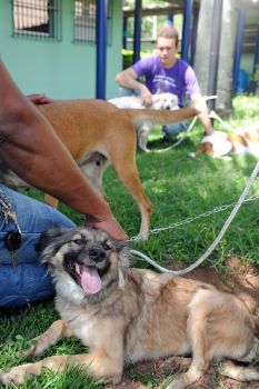 Animais para adoção no Centro de Zoonoses