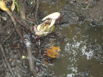 Andada do caranguejo