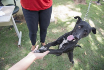 Vacinação de animais contra a raiva