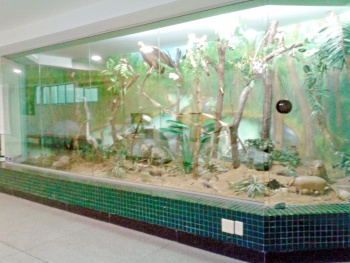 Diorama Mata Atlântica na Escola da Ciência – Biologia e História