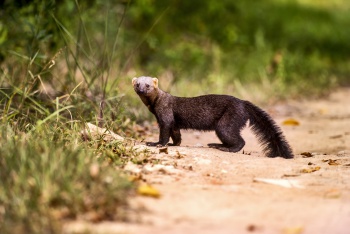 Reserva Biológica de Sooretama