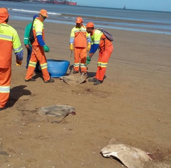 Arraias mortas na praia de Camburi
