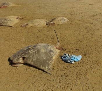 Arraias mortas na praia de Camburi