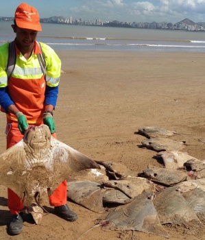Arraias mortas na praia de Camburi