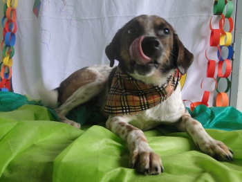 Feira de adoção de animais