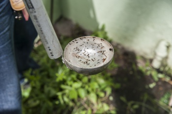 Vitória verstärkt am Samstag (25) seine Maßnahmen zur Bekämpfung der Mücke Aedes aegypti – Rathaus von Vitória