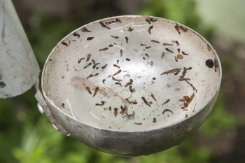 Equipe do Centro de Vigilância em saúde Ambiental fará vistoria nas maternidades de Vitóriapara combater possíveis criadouros de Aedes Aegypti