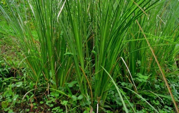 Capim Cidreira - Repelente natural contra mosquito