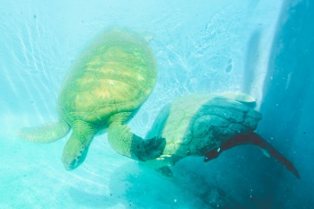 Tartaruga Marinha