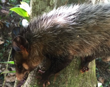 Captura de animais silvestres