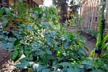 Horta Medicinal e Jardim terapêutico na PMV