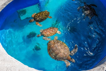 Tartaruga marinha