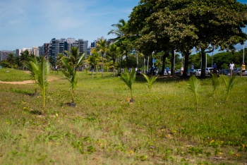 Plantio de coqueiros em Camburi