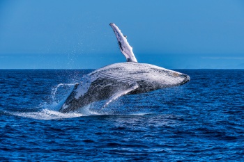 baleia jubarte saltando em mar aberto no litoral capixaba