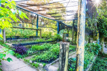 Horta medicinal no Parque Tabuazeiro