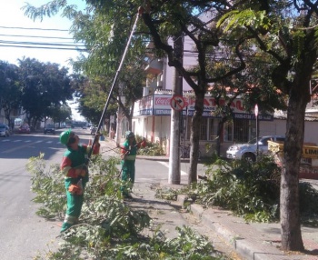 Poda de árvores em Jardim da Penha