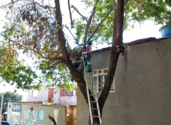 Poda de árvores em Bairro República