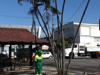 Poda de árvores em Jardim Camburi