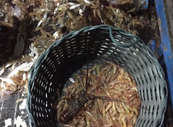 Apreensão de pescado