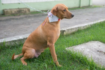 Animais para Adoção