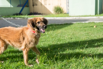Animais para Adoção