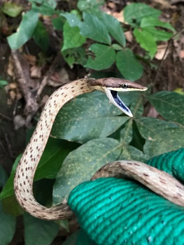 cobras