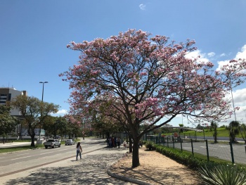 Ipê