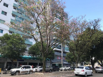 Ipê
