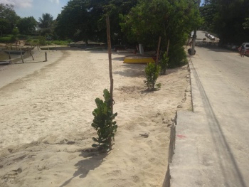 Plantio de árvores na Ilha do Frade