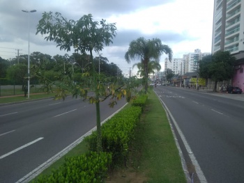 Avenida Fernando Ferrari ganha 44 novas árvores – Prefeitura de Vitória